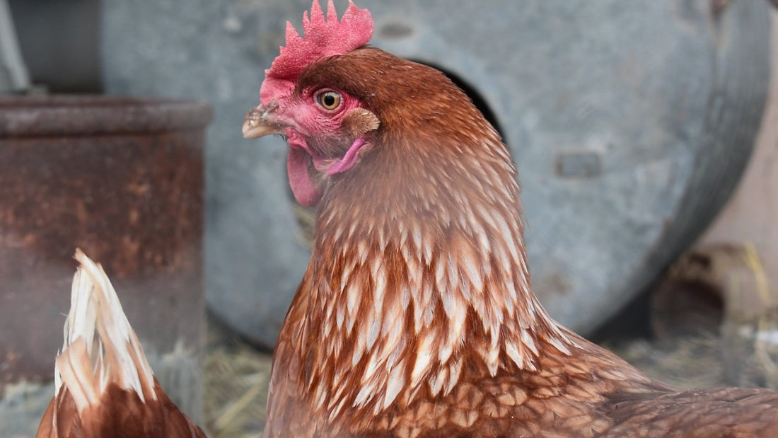 Raising Farm Chickens: A Journey of Feathers, Clucks, and Fresh Eggs
