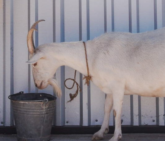 Keeping Dairy Goats on the Farm: A Delightful Adventure