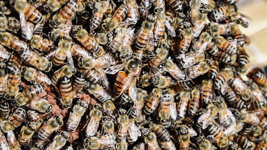 Maintaining Healthy Hives: Tips and Tricks